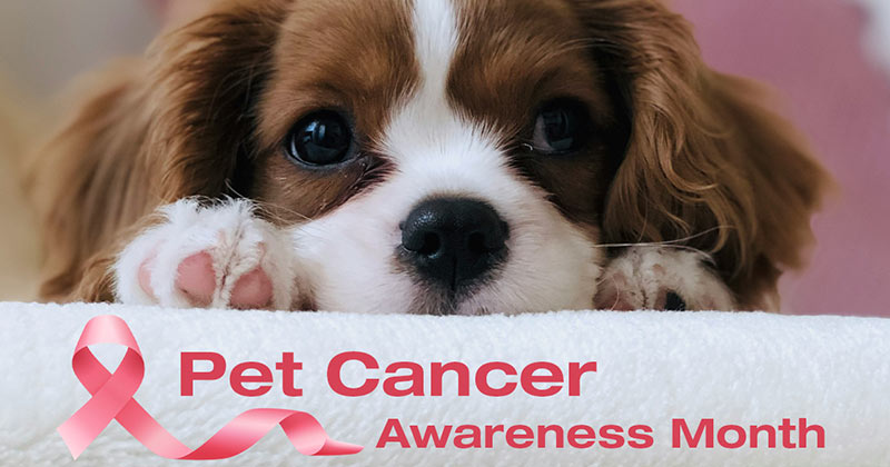 Pet Cancer: Signs to Spot and Steps to Take