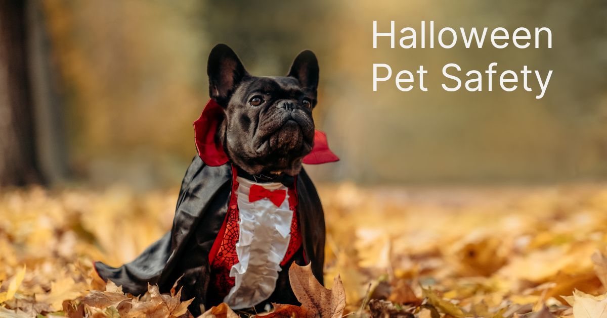 Halloween Pet Safety Guide