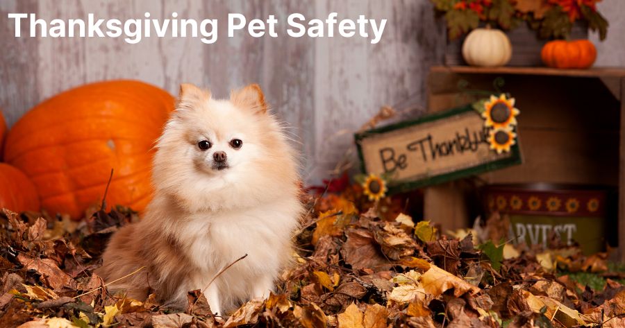 Thanksgiving Pet Safety