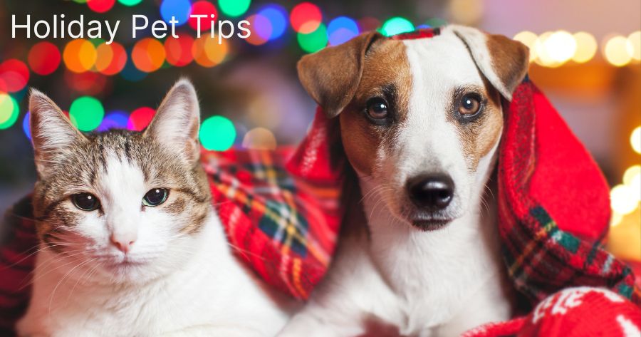 A Safe, Bright, and Comfortable Holiday Season for Your Pets