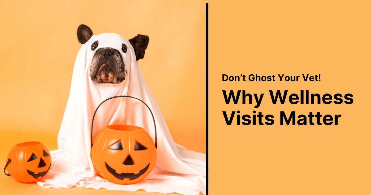 Why Wellness Exams Matter