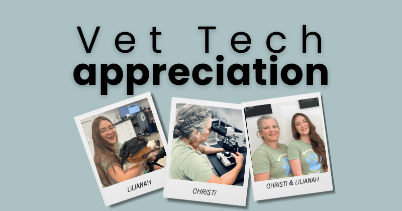 A Day in the Life of a Licensed Veterinary Technician