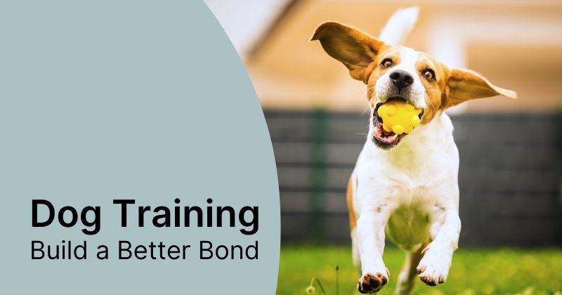 Dog Training Tips and Tricks