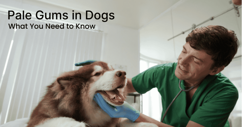 Pale Gums in Dogs: What You Need to Know