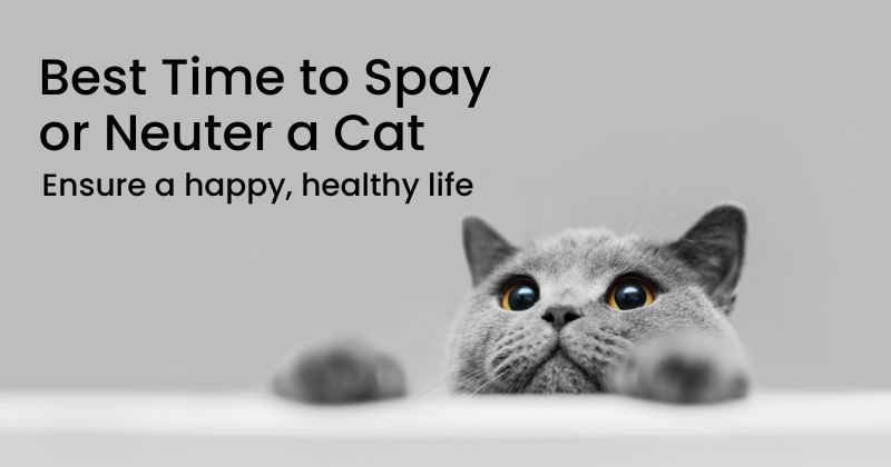 Best Time to Spay or Neuter a Cat