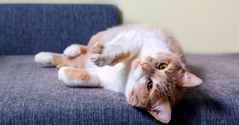 Reasons Your Cat's Hair is Falling Out