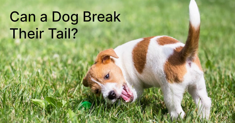 Can a Dog Break Their Tail?