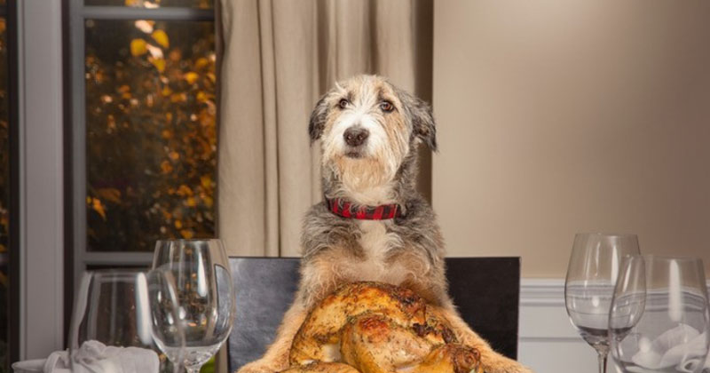 Thanksgiving Foods Your Dog Can & Can’t Eat