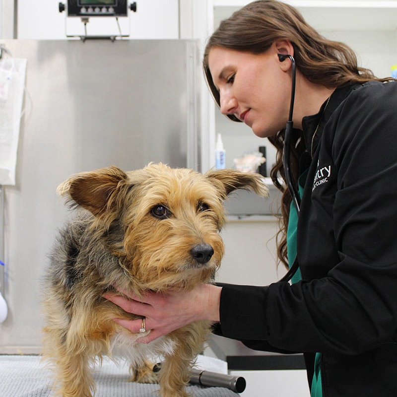 Coventry Veterinary Clinic