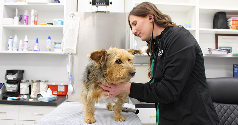 Dog Care